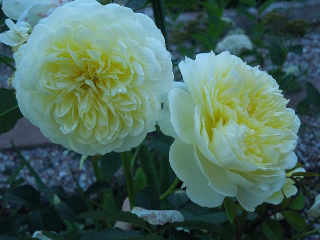 DSCN0583