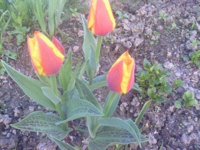 IMG 20130511 WA0010
