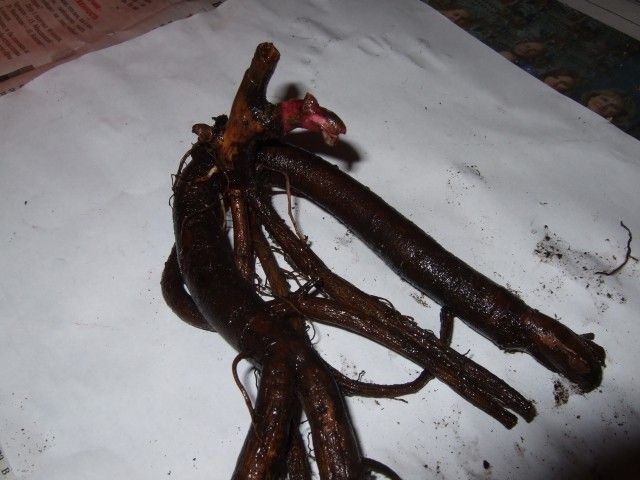 2012 0307 пион Do Tell