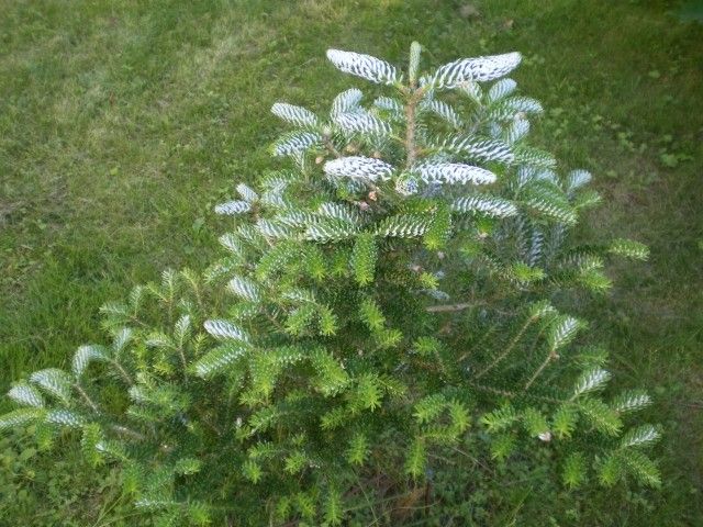 пихта abies koreana silberlocke 13