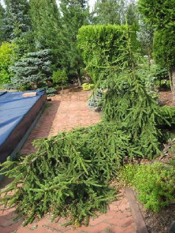 Picea abies Loreley