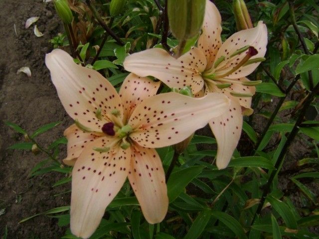 DSC00208