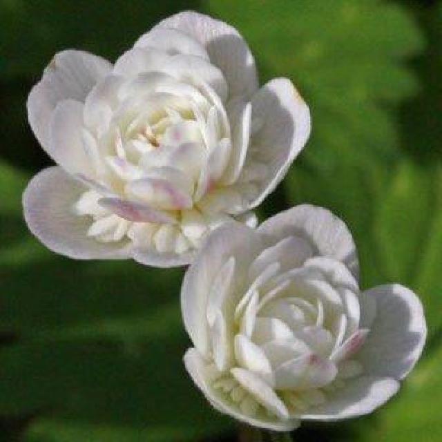 Anemone flaccida Futabazuru 1024x1024