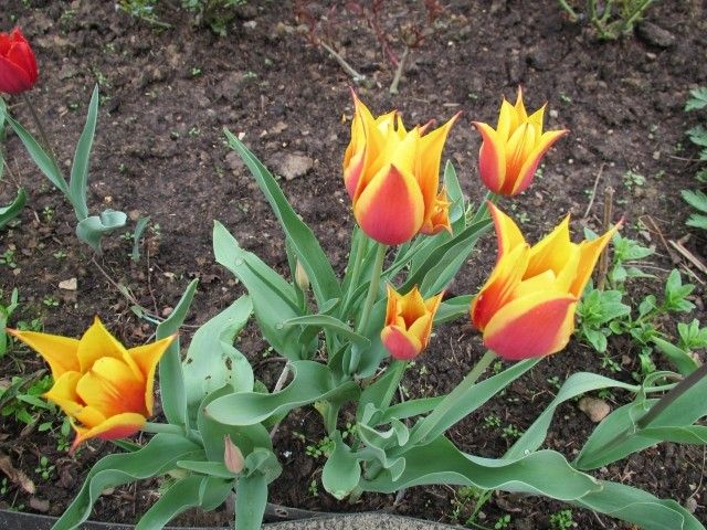 Лили Файер или Соннет