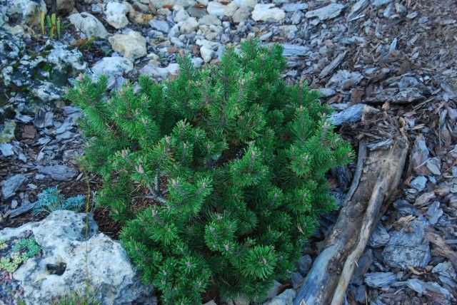 Pinus mugo Bubikopf 2011 год