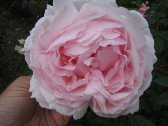 The Wedgwood Rose 2
