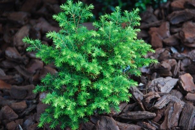 Tsuga canadensis Horstmann 3