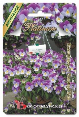 viola lavanda blu