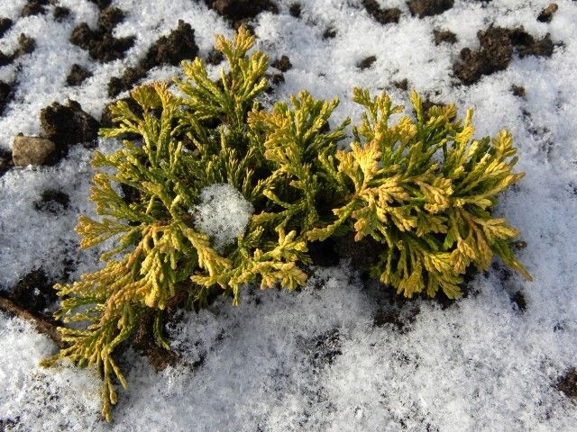 Juniperus horizontalis ‘Mother Lode’   посадка 2009 года