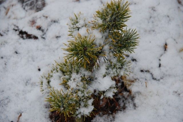 Pinus sylvestris var lapponica Fritche