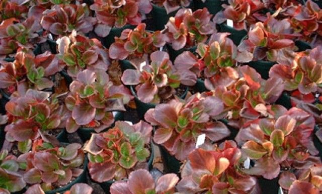 BRESSINGHAM RUBYbinm