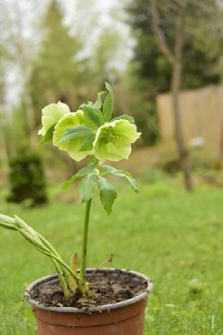 Морозник восточный