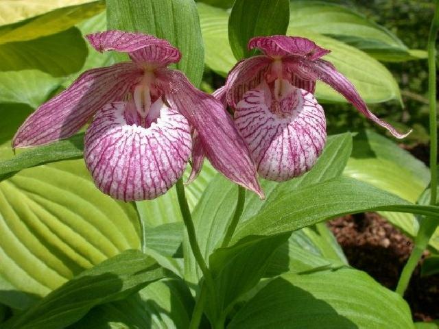Cypripedium Michael i 8072 s 60168 r 2 504fdf64 26e7 43f5 ae04 c993ec17398e 1024x1024