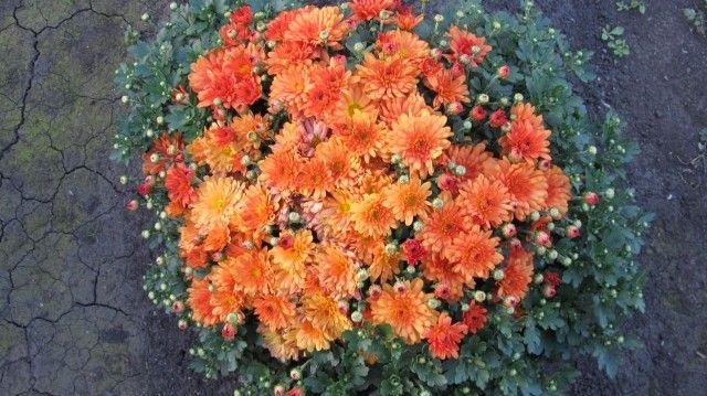 Изображение 067
