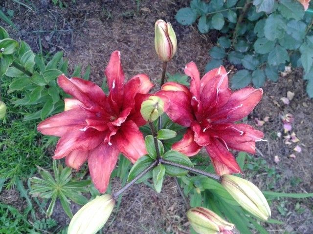 20140704 205125