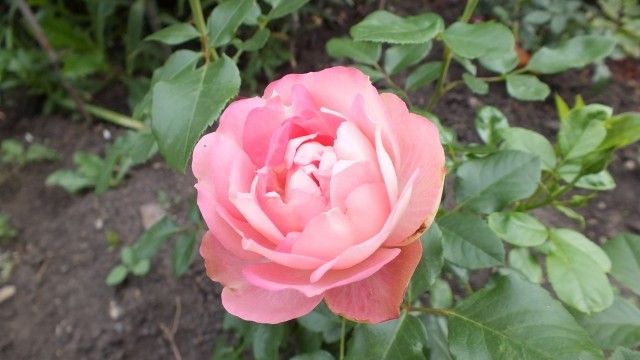 DSCF0266