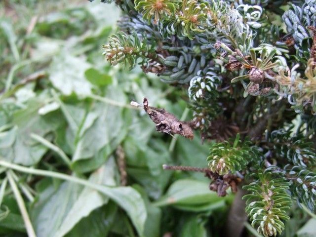 Abies koreana  Kohout s Hexe    1