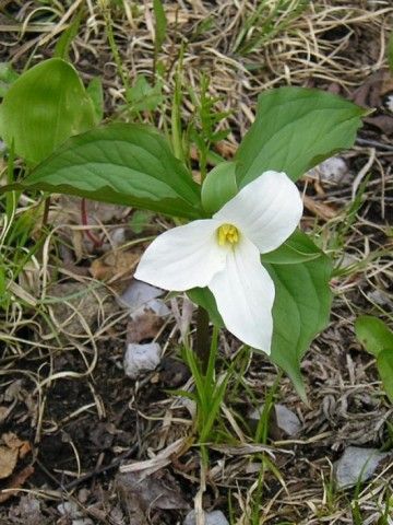 Trillium grandiflorum