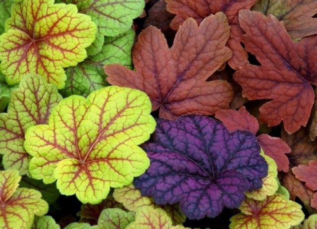 Heuchera Usage Combo