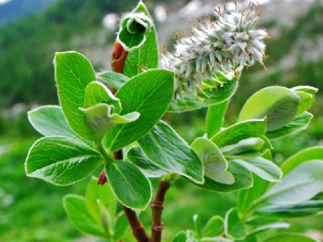 Salix 20 2