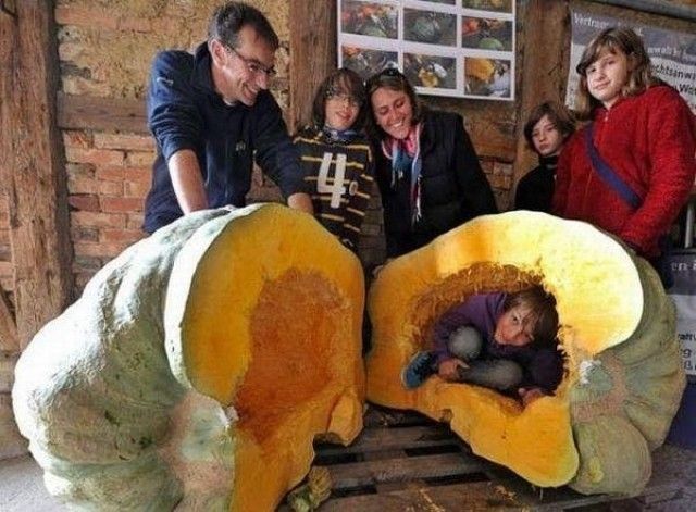 тыква