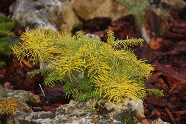 Pinus concolor Winter Gold