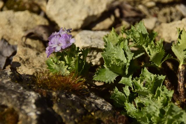 Primula m  Drakes Blue