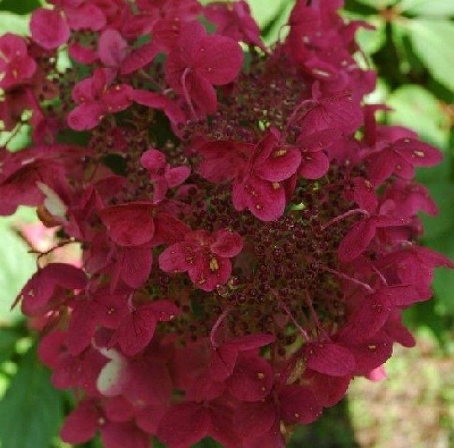 Hydrangea paniculata Wim s Red 4d