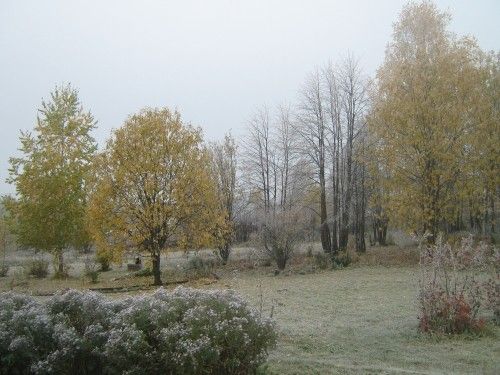 Мой сад