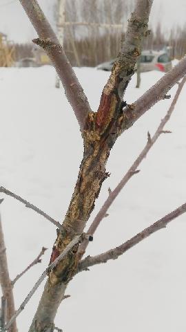 P201703031 5834780 25377331