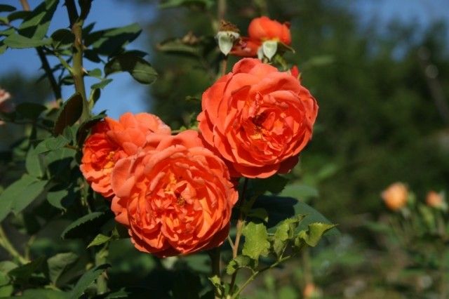 Sommer Sond 24 07