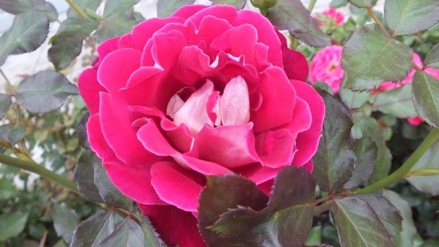 DSCF0232