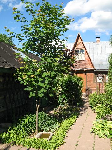 IMG 0003