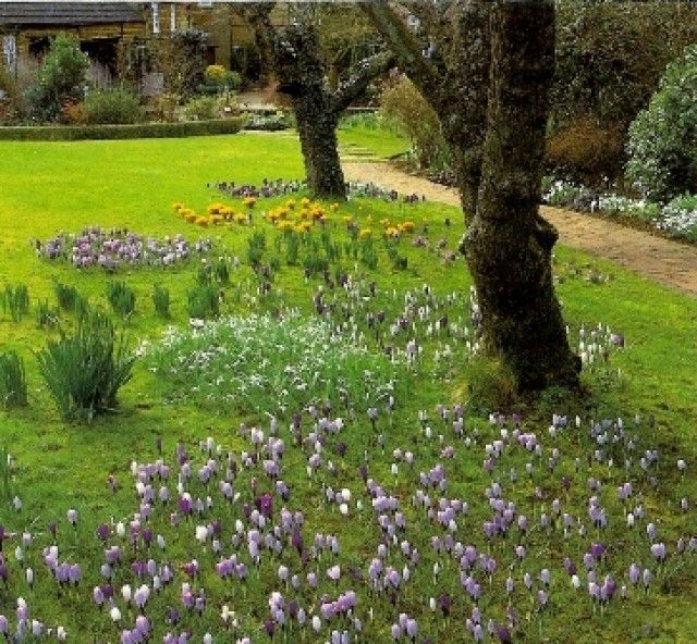 на газоне весенние цветы