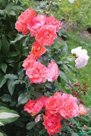 IMG 1549