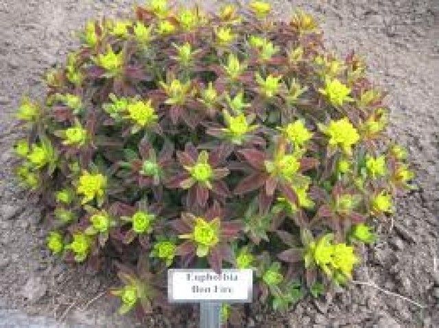 Euphorbia Bonfire