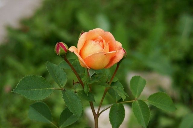 Lady of Shalott