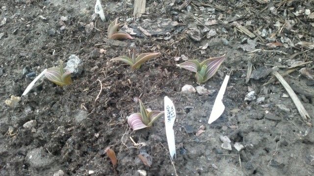 подгрызенные тюльпаны