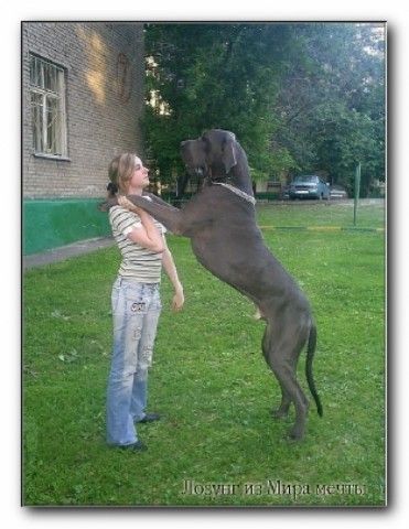big dog 02