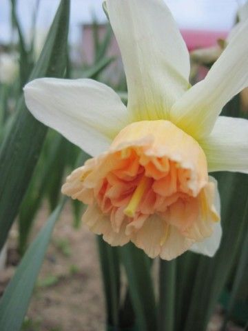 Exotic Beauty