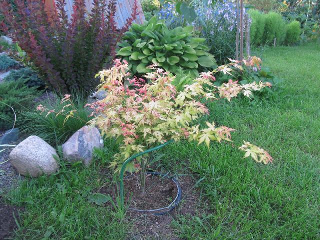 acer orange dream1