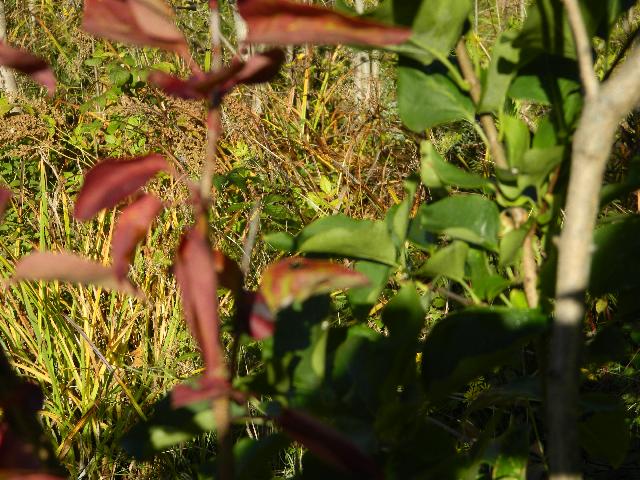 DSCN8810