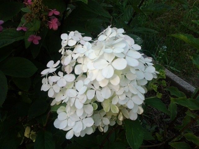20120811 083821