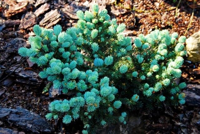 05  07  11  17   21   Picea pungens Pendens