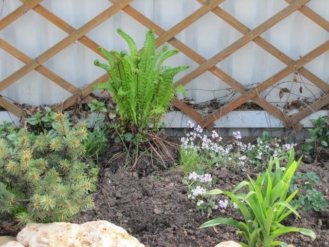 ель колючая  Maigold 1 11