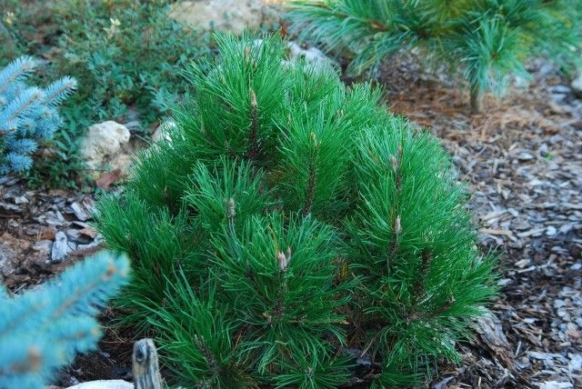 Pinus mugo Hesse 2011 год