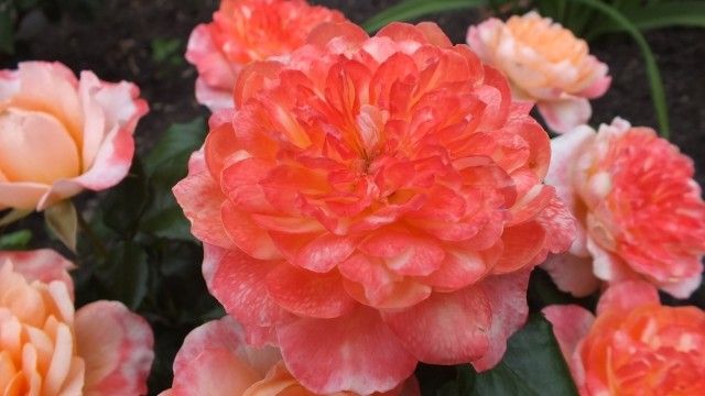 DSCF0240