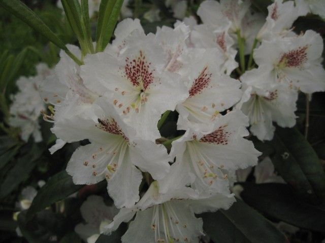 IMG 0687