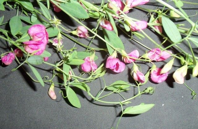 Изображение 138