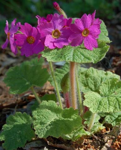 Primula kisoana